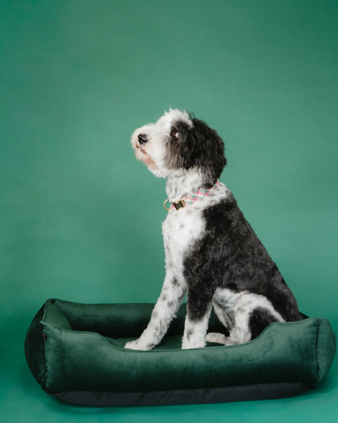 Chester & Lee | Classic Velvet Sleeper Dog Bed Green